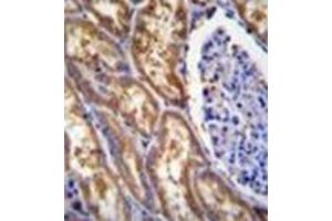 Formalin fixed and paraffin embedded human kidney tissue reacted weith EXOC3L Antibody (C-term) followed by peroxidase conjugation of the secondary antibody and DAB staining. (EXOC3L1 antibody  (C-Term))
