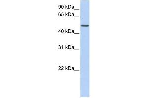 PHLDA1 antibody used at 1 ug/ml to detect target protein. (PHLDA1 antibody  (C-Term))
