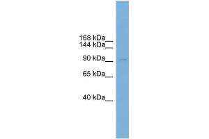 WB Suggested Anti-PHC2 Antibody Titration: 0. (PHC2 antibody  (N-Term))