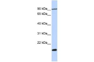 Western Blotting (WB) image for anti-Transmembrane 4 Superfamily Member 4 (TM4SF4) antibody (ABIN2459026) (TM4SF4 antibody)
