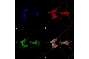 Immunocytochemistry/Immunofluorescence analysis using Mouse Anti-Mitofusin 2 Monoclonal Antibody, Clone S153-5 (ABIN1741246). (MFN2 antibody  (AA 370-600) (HRP))