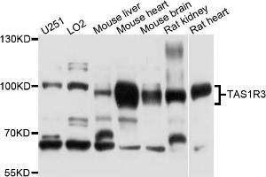 Western blot analysis of extracts of various cell lines, using TAS1R3 antibody (ABIN4905370) at 1:1000 dilution. (TAS1R3 antibody)