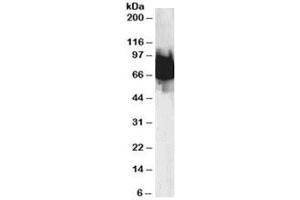 Western blot testing of human duodenum lysate with KLF4 antibody at 0. (KLF4 antibody)