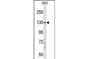 PITPNM2 Antibody (Center) (ABIN657583 and ABIN2846586) western blot analysis in 293 cell line lysates (35 μg/lane). (PITPNM2 antibody  (AA 639-668))