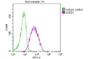 Overlay histogram showing Raji cells stained with ABIN7147134 (red line) at 1:50. (CD19 antibody  (AA 20-291))