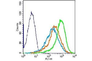 Mouse splenocytes probed with Rabbit Anti-SIGLEC10 Polyclonal Antibody, Unconjugated  at 3ug for 30 minutes followed by incubation with a conjugated secondary -FITC) (green) for 30 minutes compared to control cells (blue), secondary only (light blue) and isotype control (orange). (SIGLEC10 antibody  (AA 321-420))