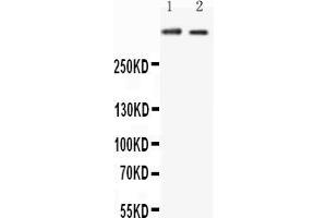 Anti-Huntingtin antibody, All Western blottingAll lanes: Anti-HTT at 0.