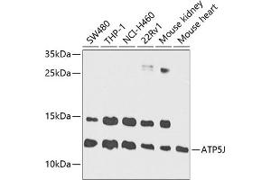 Western blot analysis of extracts of various cell lines, using J antibody (ABIN1678787, ABIN3018048, ABIN3018049 and ABIN6220343) at 1:1000 dilution. (ATP5J antibody  (AA 1-108))