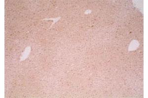Immunohistochemical satining of mouse liver (polyester wax section) with Haao polyclonal antibody .