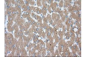 Immunohistochemical staining of paraffin-embedded Human prostate tissue using anti-PDE4A mouse monoclonal antibody. (PDE4A antibody)