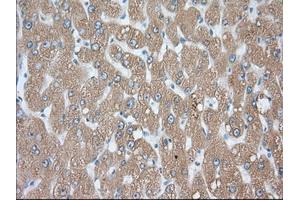 Immunohistochemical staining of paraffin-embedded Human prostate tissue using anti-PDE4A mouse monoclonal antibody.