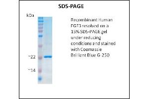 FGF3 Protein