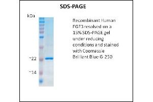 SDS-PAGE (SDS) image for Fibroblast Growth Factor 3 (FGF3) (Active) protein (ABIN5509489) (FGF3 Protein)