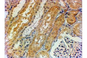 ABIN2560348 (2µg/ml) staining of paraffin embedded Human Kidney. (Tensin 1 antibody  (AA 902-914))