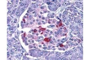 Immunohistochemical staining of EndoG in human pancreas with EndoG antibody at 15μg/ml. (Endonuclease G antibody  (AA 55-70))