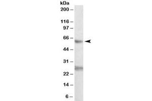 Western blot testing of K562 lysate with EIF2B4 antibody at 0. (EIF2B4 antibody)