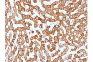 Formalin-fixed, paraffin-embedded human Liver stained with Prohibitin Mouse Monoclonal Antibody (PHB/1881). (Prohibitin antibody  (AA 167-261))