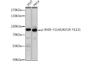 Western blot analysis of extracts of various cell lines, using Phospho-INSR-Y1146/IGF1R-Y1131 Rabbit pAb (ABIN7267901) at 1:1000 dilution. (IGF1R antibody  (pTyr1131, pTyr1146))