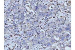 IHC analysis of PLD3 using anti-PLD3 antibody (ABIN7599439). (PLD3 antibody  (AA 1-490))