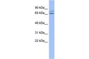 Image no. 1 for anti-Zinc Finger Protein 791 (ZNF791) (C-Term) antibody (ABIN6742927) (ZNF791 antibody  (C-Term))