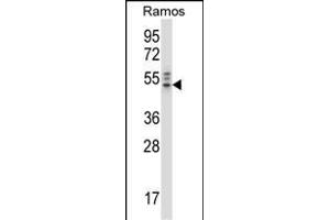 NCK2 Antibody (N-term) (ABIN658028 and ABIN2846966) western blot analysis in Ramos cell line lysates (35 μg/lane). (NCK2 antibody  (N-Term))
