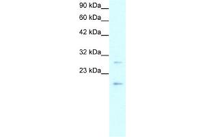 WB Suggested Anti-CLDN1 Antibody Titration:  0. (Claudin 1 antibody  (C-Term))