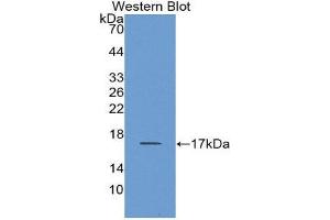 Western Blotting (WB) image for anti-Carcinoembryonic Antigen-Related Cell Adhesion Molecule 3 (CEACAM3) (AA 273-416) antibody (ABIN1858358)