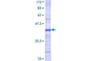 ORC1 Protein (AA 1-110) (GST tag)