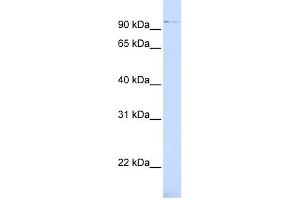 WB Suggested Anti-ZNF598 Antibody Titration:  0. (ZNF598 antibody  (Middle Region))