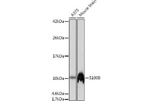 Western blot analysis of extracts of various cell lines, using S100 beta antibody (ABIN7270131) at 1:1000 dilution. (S100B antibody)