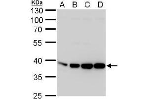 WB Image Aldolase A antibody detects Aldolase A protein by western blot analysis. (ALDOA antibody)