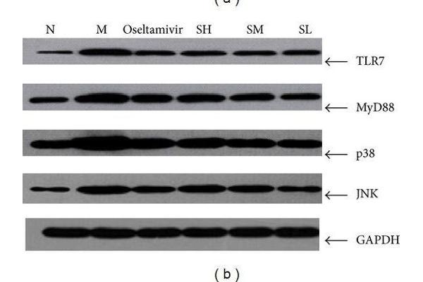 MYD88 antibody  (AA 201-296)