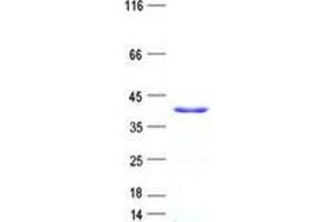 Validation with Western Blot (PRR5L Protein (His tag))