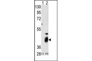 Image no. 1 for anti-Dual Specificity Phosphatase 7 (DUSP7) (N-Term) antibody (ABIN360782) (DUSP7 antibody  (N-Term))