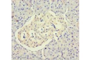 Immunohistochemistry of paraffin-embedded human pancreatic tissue using ABIN7150811 at dilution of 1:100 (DCTN3 antibody  (AA 2-176))