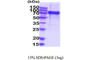 SDS-PAGE (SDS) image for Sialic Acid Binding Ig-Like Lectin 7 (SIGLEC7) (AA 19-353) protein (hIgG-His-tag) (ABIN5854955)