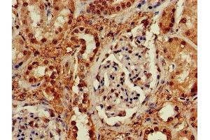 IHC image of ABIN7168497 diluted at 1:600 and staining in paraffin-embedded human kidney tissue performed on a Leica BondTM system. (RUVBL2 antibody  (AA 281-444))