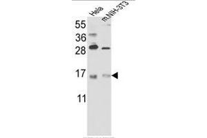 Western blot analysis of RBM3 Antibody (C-term) in Hela cell line lysates and mouse NIH-3T3 tissues lysates(35ug/lane).