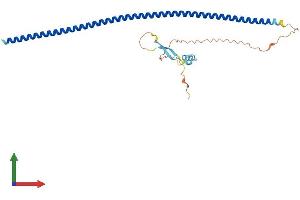 AlphaFold protein structure predicition of Human Recombinant KRT222 Protein, UniprotID Q8N1A0