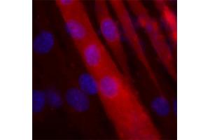 Indirect immunolabeling of PFA fixed C2C12 cells differentiated into myotubes (red, dilution 1 : 1000). (VAMP5 antibody  (AA 1-70))