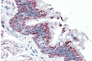 Immunohistochemistry (5μg/ml) staining of paraffin embedded Human Bronchus.