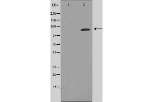 Western blot analysis of STAT5A expression in HeLa whole cell lysates,The lane on the left is treated with the antigen-specific peptide. (STAT5A antibody)