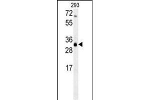 ERG25 Antibody (C-term) (ABIN657875 and ABIN2846831) western blot analysis in 293 cell line lysates (35 μg/lane). (SC4MOL antibody  (C-Term))