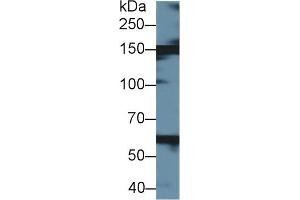 Western Blot; Sample: Bovine Liver lysate; Primary Ab: 1µg/ml Rabbit Anti-Bovine XDH Antibody Second Ab: 0.