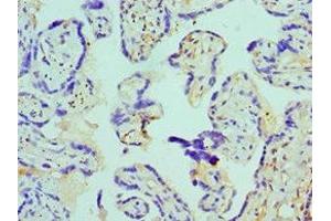Immunohistochemistry of paraffin-embedded human placenta tissue using ABIN7145135 at dilution of 1:100 (Azurocidin antibody  (AA 27-251))