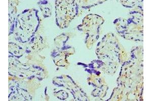 Immunohistochemistry of paraffin-embedded human placenta tissue using ABIN7145135 at dilution of 1:100 (Azurocidin antibody  (AA 27-251))