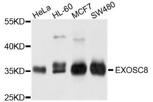 Western blot analysis of extracts of various cell lines, using EXOSC8 antibody. (EXOSC8 antibody  (AA 1-276))