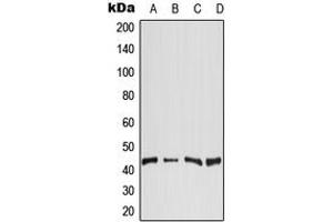 Western blot analysis of DGAT2 expression in Raji (A), HeLa (B), SP2/0 (C), H9C2 (D) whole cell lysates.