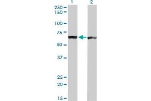 Western Blot analysis of PTBP1 expression in transfected 293T cell line by PTBP1 monoclonal antibody (M01), clone 3H8. (PTBP1 antibody  (AA 45-144))