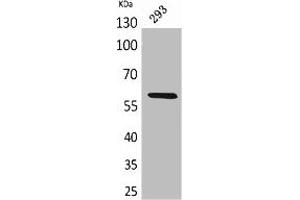 Western Blot analysis of 293 cells using ALPP/ALPPL2 Polyclonal Antibody. (PLAP antibody  (N-Term))